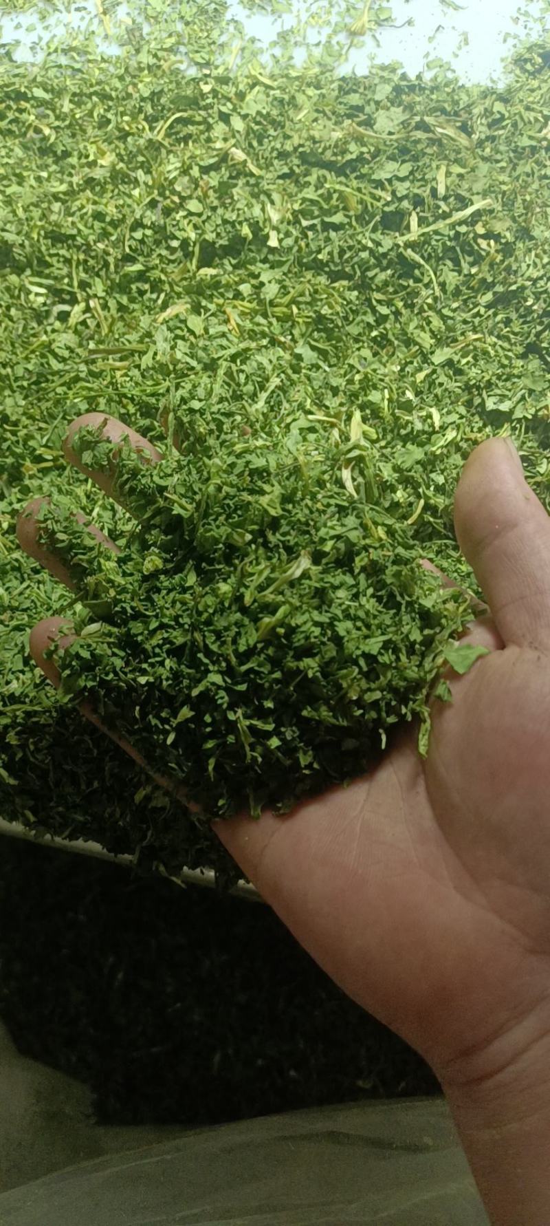 常年供应新货香菜干香菜脱水蔬菜批发调料包