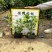 【花叶假连翘】5斤袋7斤袋各种规格福建漳州基地直发