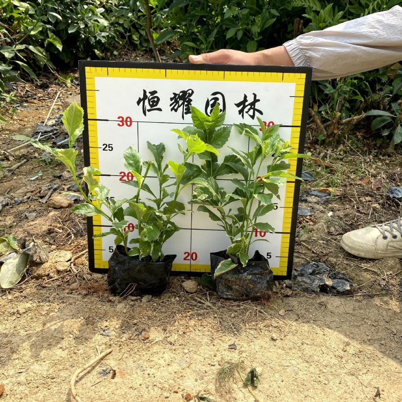 【花叶假连翘】5斤袋7斤袋各种规格福建漳州基地直发