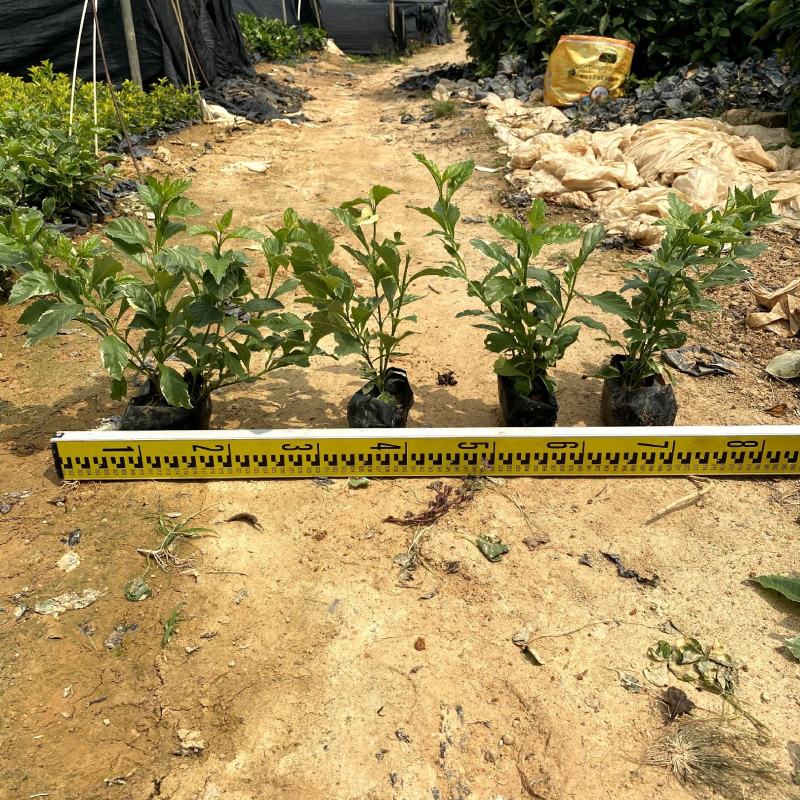 【花叶假连翘】5斤袋7斤袋各种规格福建漳州基地直发