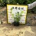 【花叶假连翘】5斤袋7斤袋各种规格福建漳州基地直发