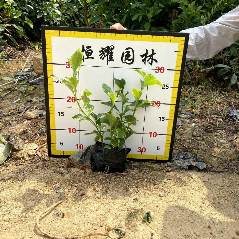 【花叶假连翘】5斤袋7斤袋各种规格福建漳州基地直发