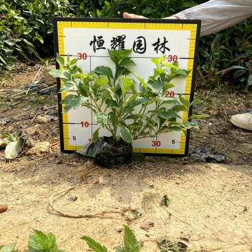 【花叶假连翘】5斤袋7斤袋各种规格福建漳州基地直发