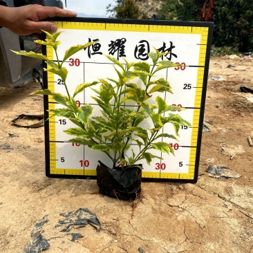 【金边假连翘】5斤袋7斤袋各种规格福建漳州基地直发