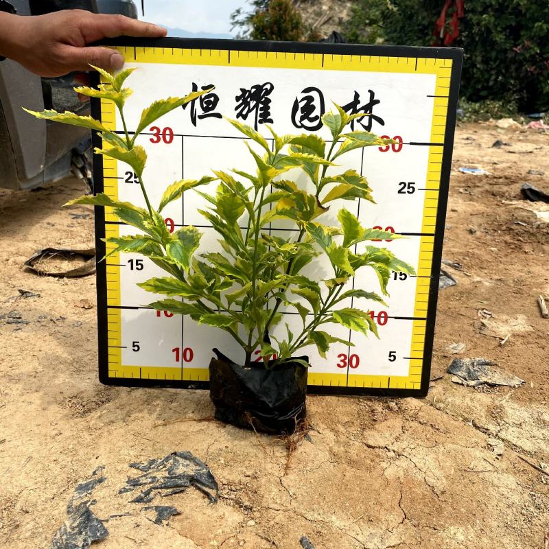 【金边假连翘】5斤袋7斤袋各种规格福建漳州基地直发