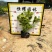 【金边假连翘】5斤袋7斤袋各种规格福建漳州基地直发