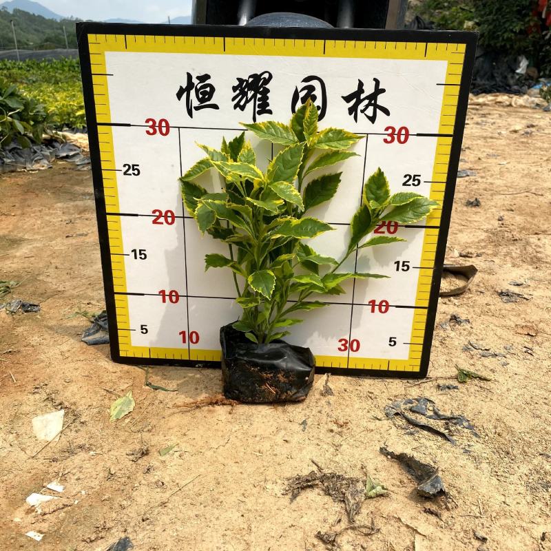 【金边假连翘】5斤袋7斤袋各种规格福建漳州基地直发