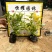 【金边假连翘】5斤袋7斤袋各种规格福建漳州基地直发