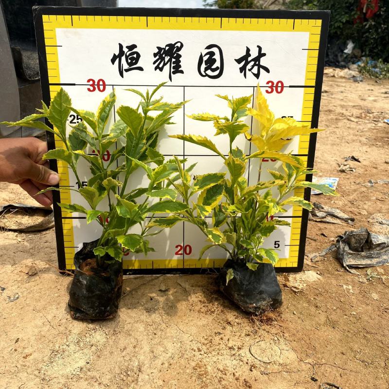 【金边假连翘】5斤袋7斤袋各种规格福建漳州基地直发