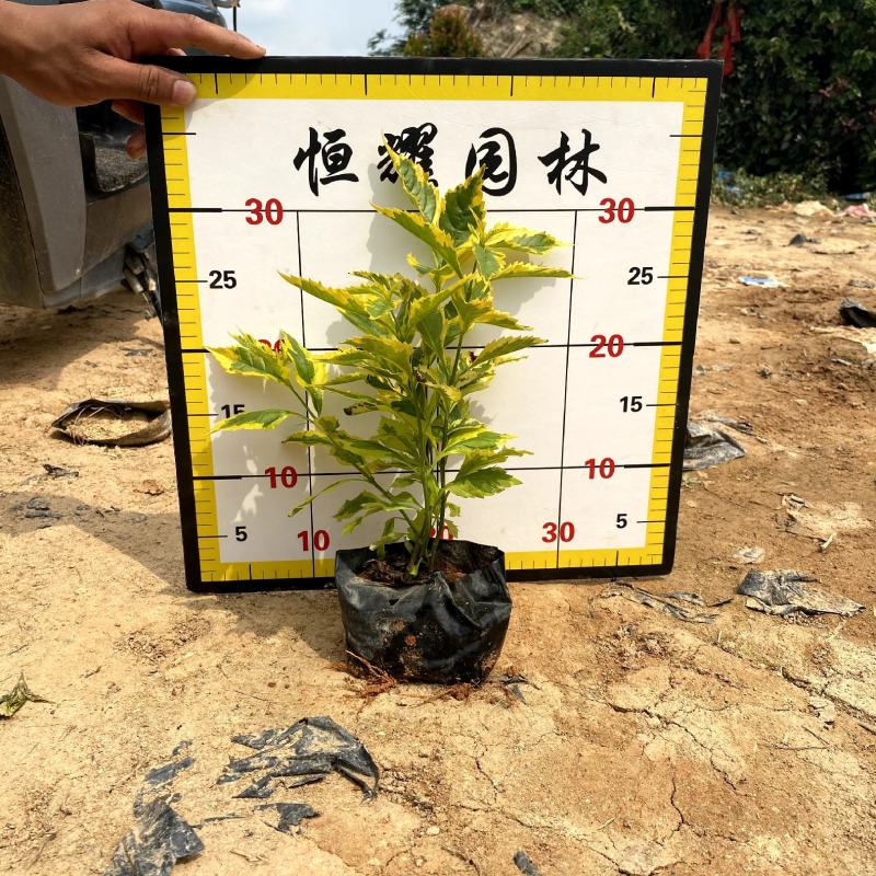【金边假连翘】5斤袋7斤袋各种规格福建漳州基地直发