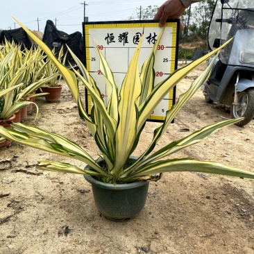 【金边万年麻黄纹龙舌兰】各种规格欢迎咨询详谈