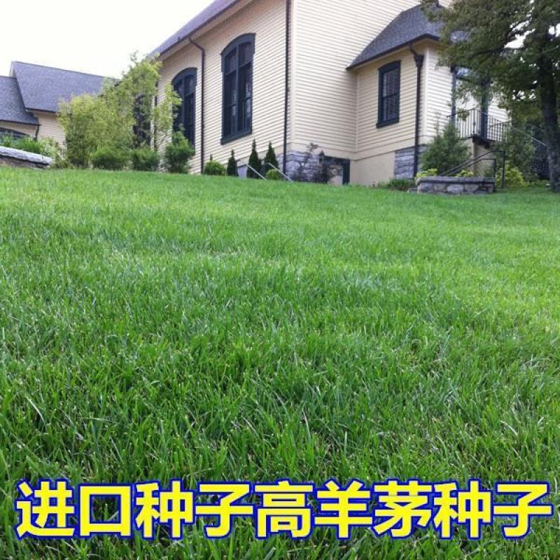 优质草坪种子高羊茅种子高羊毛羊茅草籽冷季型草坪籽高羊茅草