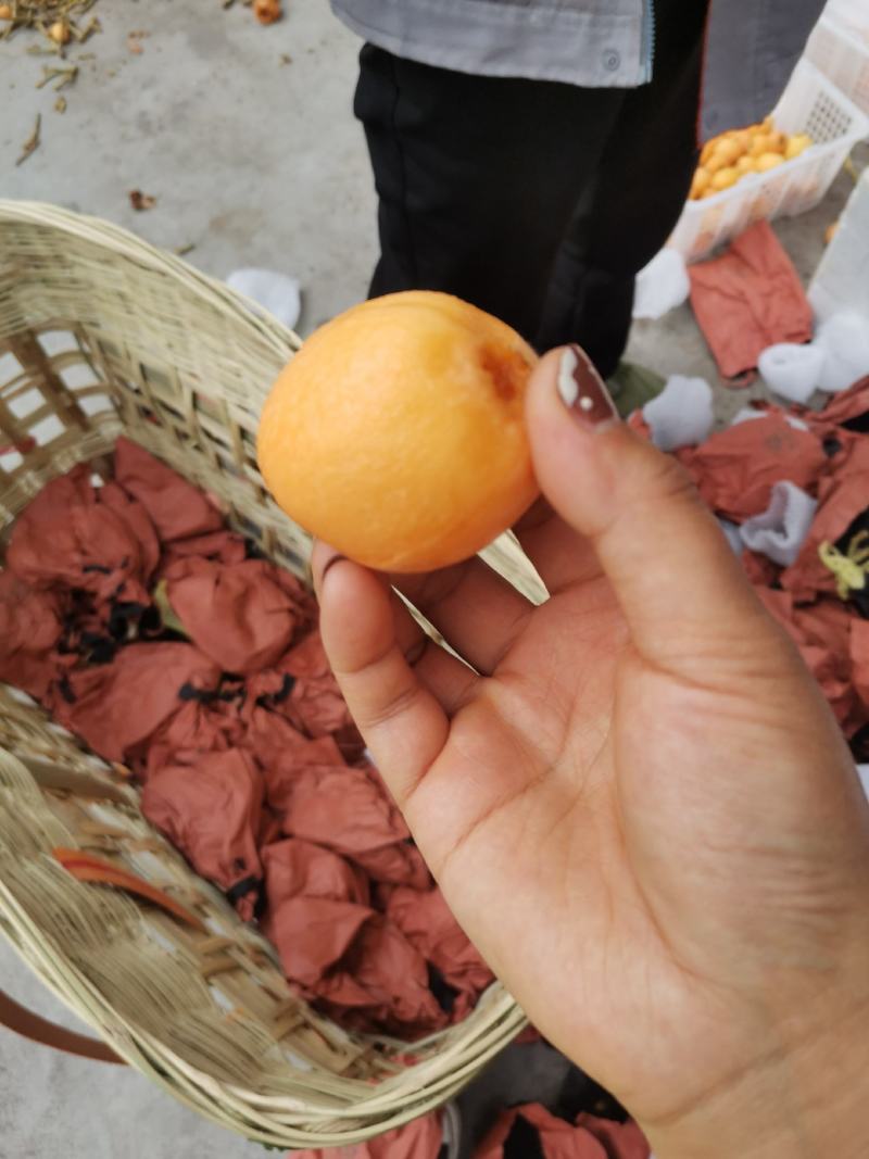 枇杷五星枇杷