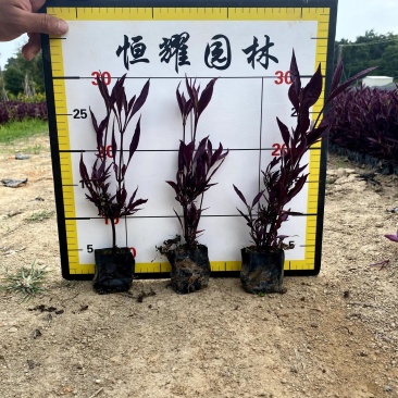 【红龙草红贵妃】福建漳州基地直发欢迎合作洽谈