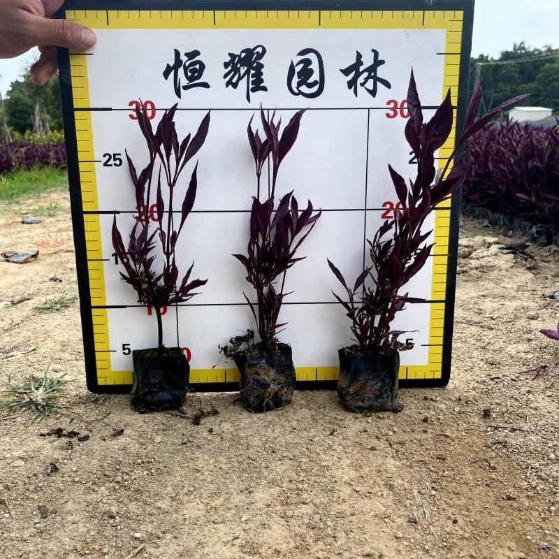 【红龙草红贵妃】福建漳州基地直发欢迎合作洽谈