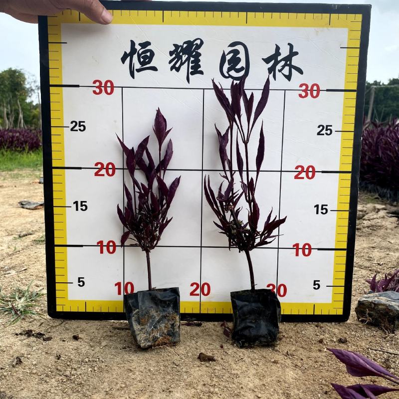 【红龙草红贵妃】福建漳州基地直发欢迎合作洽谈