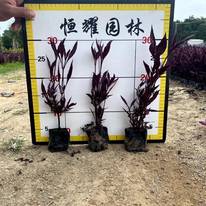 【红龙草红贵妃】福建漳州基地直发欢迎合作洽谈