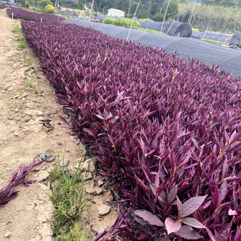 【红龙草红贵妃】福建漳州基地直发欢迎合作洽谈