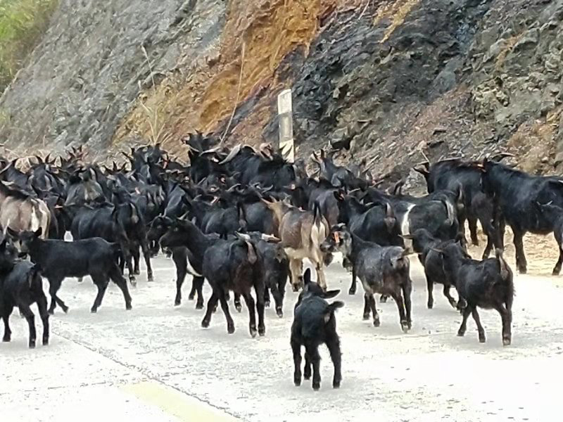 岭南黑山羊在山地环境中放养,背景为南岭山区,羊群在自然环境中自由活动 岭南黑山羊在山地环境中放养