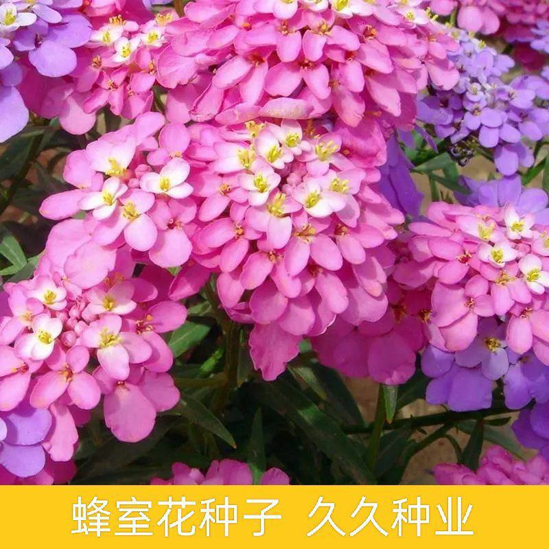 低矮耐寒花种籽子蜂室花矮生秋季花卉植物庭院花籽花草种子