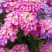 低矮耐寒花种籽子蜂室花矮生秋季花卉植物庭院花籽花草种子