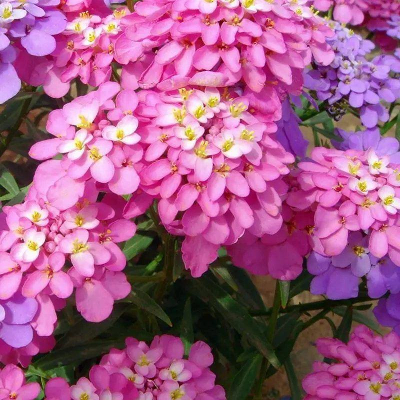 低矮耐寒花种籽子蜂室花矮生秋季花卉植物庭院花籽花草种子
