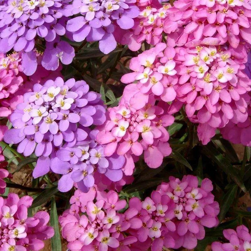 低矮耐寒花种籽子蜂室花矮生秋季花卉植物庭院花籽花草种子