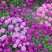 低矮耐寒花种籽子蜂室花矮生秋季花卉植物庭院花籽花草种子