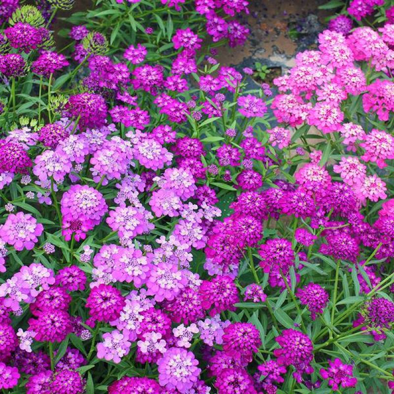 低矮耐寒花种籽子蜂室花矮生秋季花卉植物庭院花籽花草种子