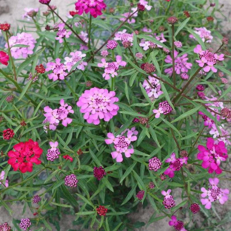 低矮耐寒花种籽子蜂室花矮生秋季花卉植物庭院花籽花草种子