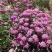 低矮耐寒花种籽子蜂室花矮生秋季花卉植物庭院花籽花草种子