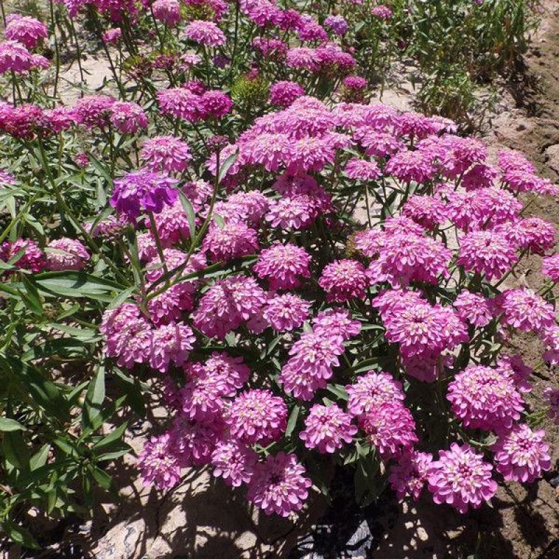 低矮耐寒花种籽子蜂室花矮生秋季花卉植物庭院花籽花草种子