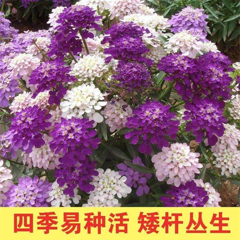 低矮耐寒花种籽子蜂室花矮生秋季花卉植物庭院花籽花草种子