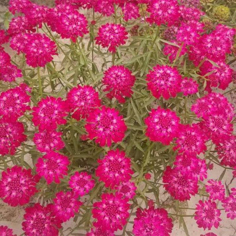 低矮耐寒花种籽子蜂室花矮生秋季花卉植物庭院花籽花草种子