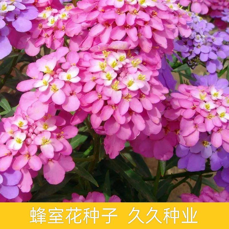 低矮耐寒花种籽子蜂室花矮生秋季花卉植物庭院花籽花草种子