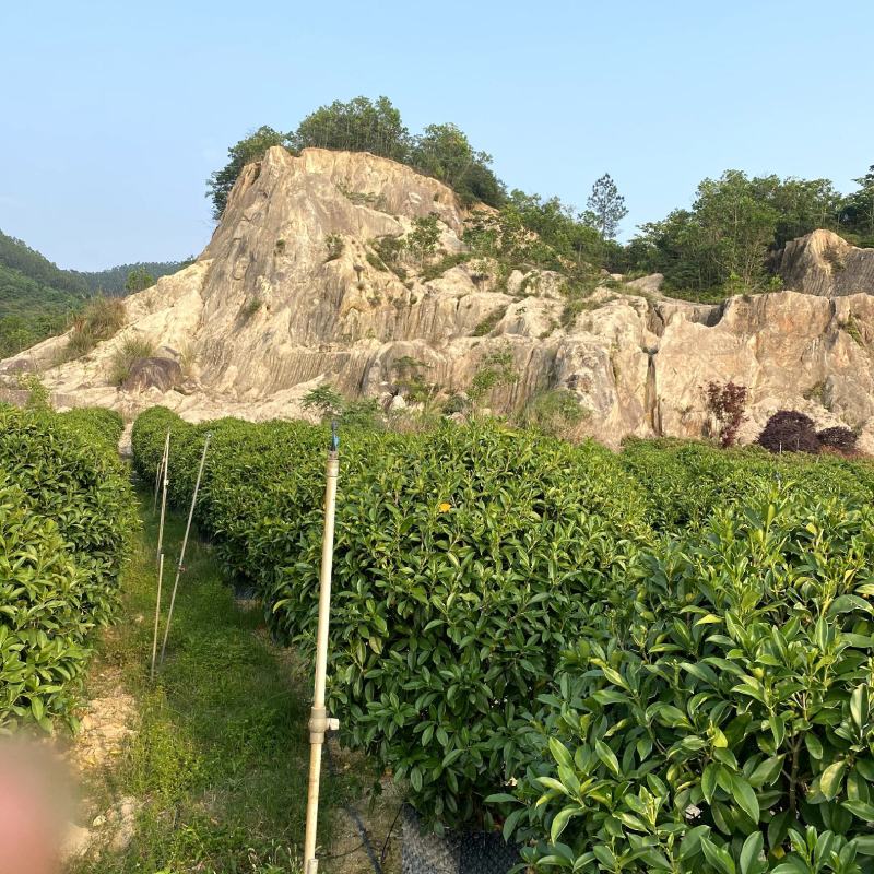 【非洲茉莉灰莉灰刺木箐黄果】各种规格欢迎咨询详谈