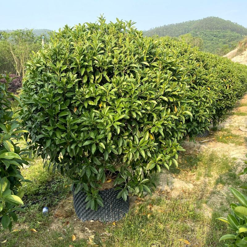 【非洲茉莉灰莉灰刺木箐黄果】各种规格欢迎咨询详谈