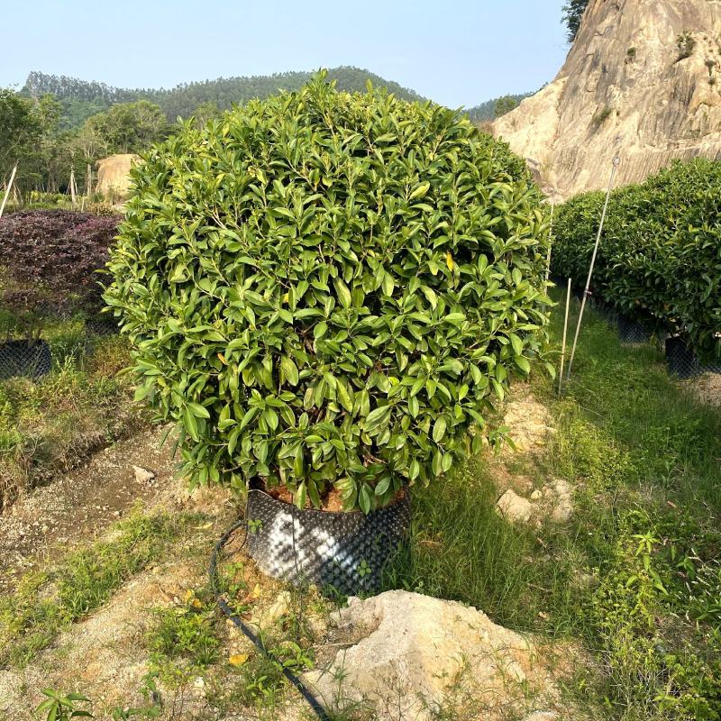 【非洲茉莉灰莉灰刺木箐黄果】各种规格欢迎咨询详谈