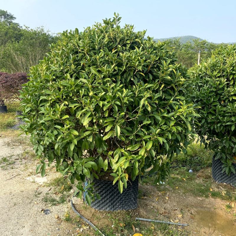 【非洲茉莉灰莉灰刺木箐黄果】各种规格欢迎咨询详谈