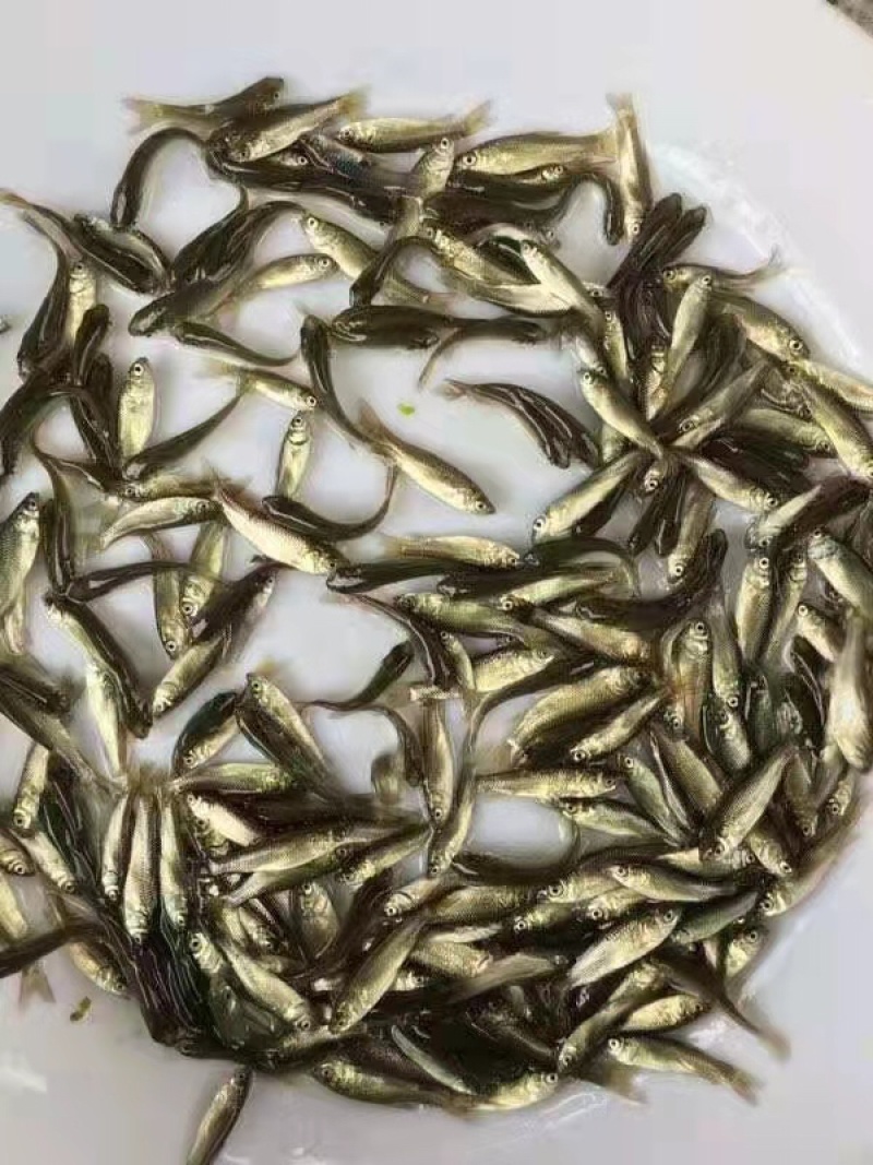 罗非苗红罗非彩虹鲷雕草鱼鲫鱼花鲢大头白鲢鳊鱼苗