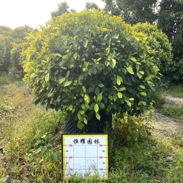【黄金榕黄榕黄心榕】各种规格欢迎合作详谈