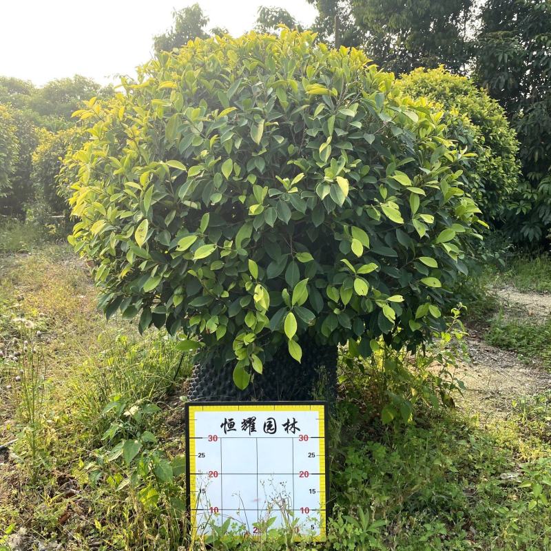 【黄金榕黄榕黄心榕】各种规格欢迎合作详谈