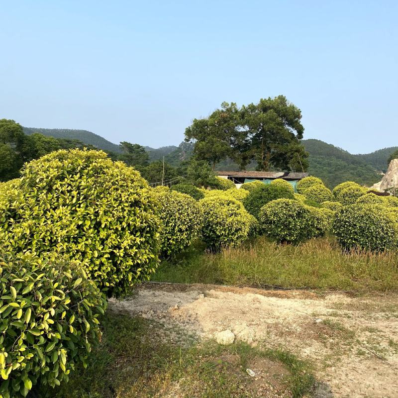 【黄金榕黄榕黄心榕】各种规格欢迎合作详谈