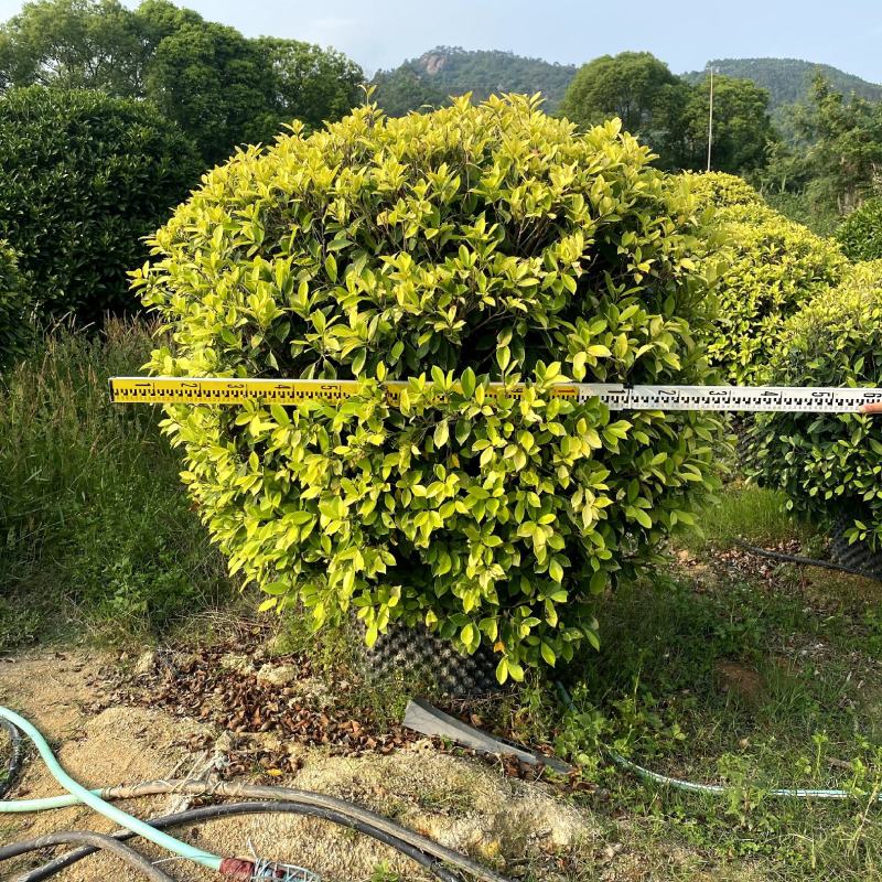 【黄金榕黄榕黄心榕】各种规格欢迎合作详谈