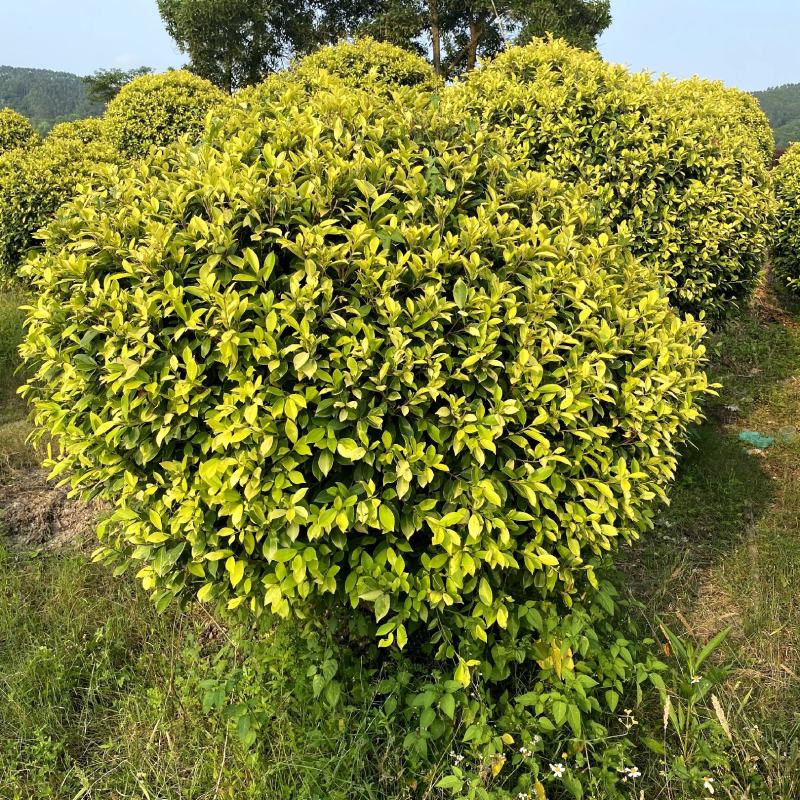 【黄金榕黄榕黄心榕】各种规格欢迎合作详谈