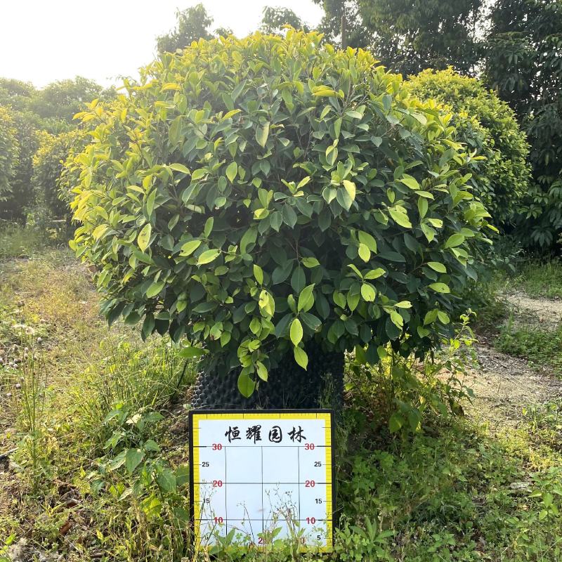【黄金榕黄榕黄心榕】各种规格欢迎合作详谈