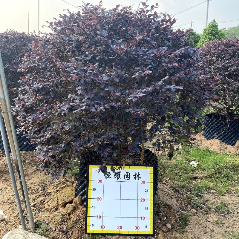 【红花檵木红继木】各种规格欢迎合作洽谈