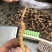 薄利多销，保质保退顺丰包邮