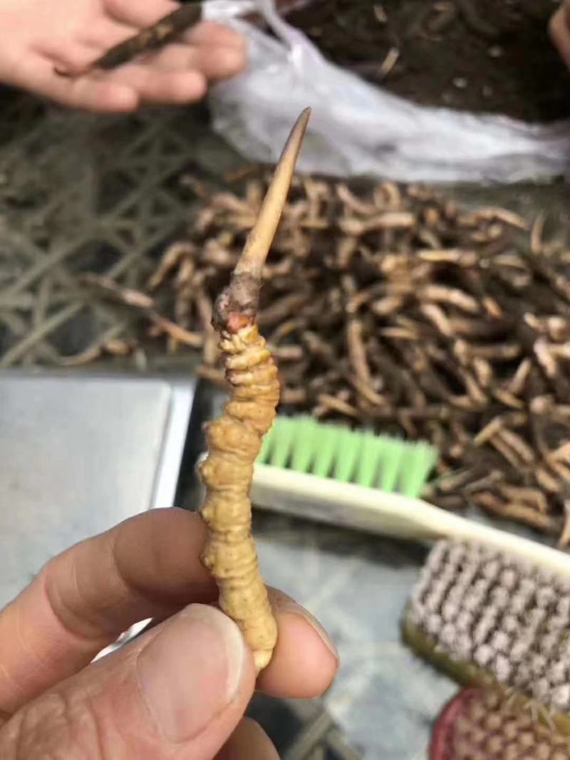 薄利多销，保质保退顺丰包邮