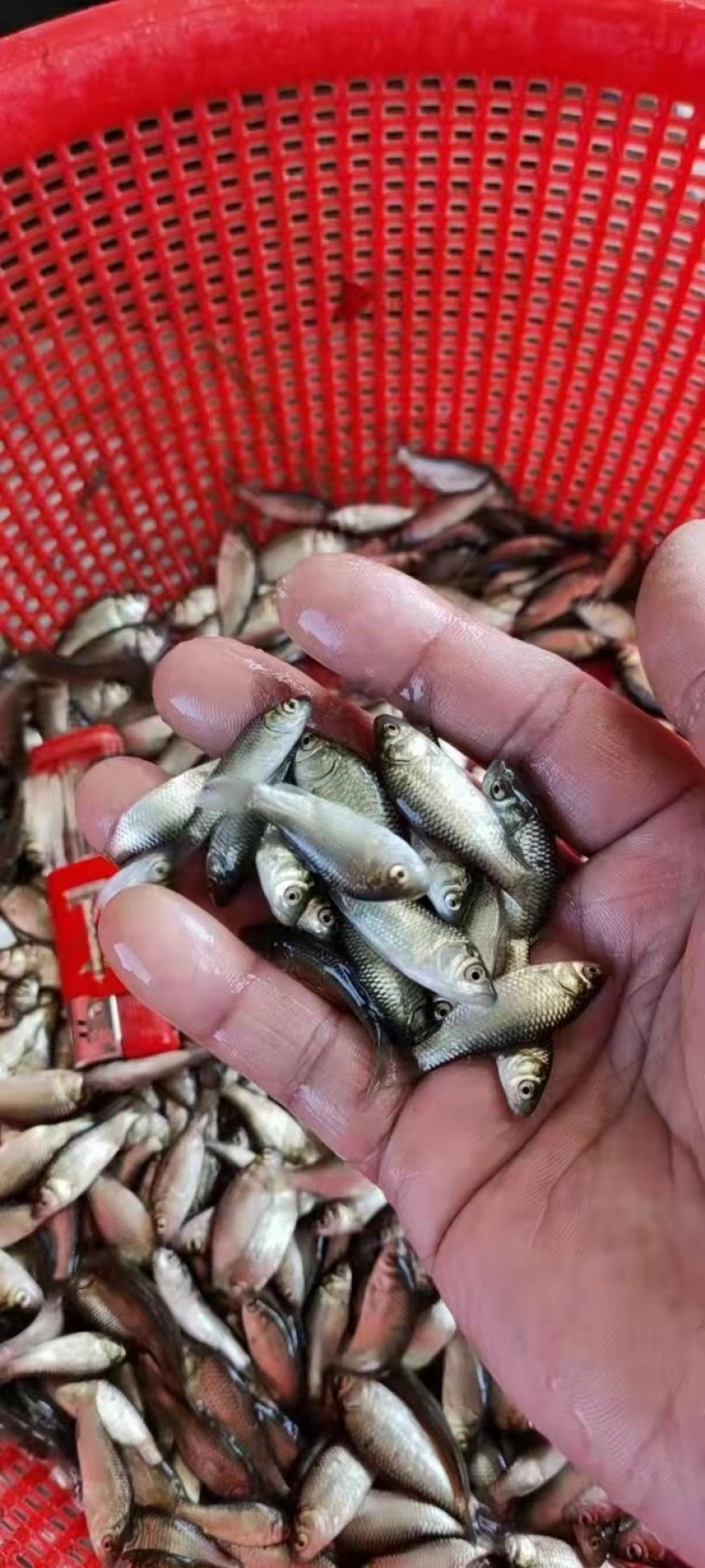 罗非苗红罗非彩虹鲷雕草鱼鲫鱼花鲢大头白鲢鳊鱼苗